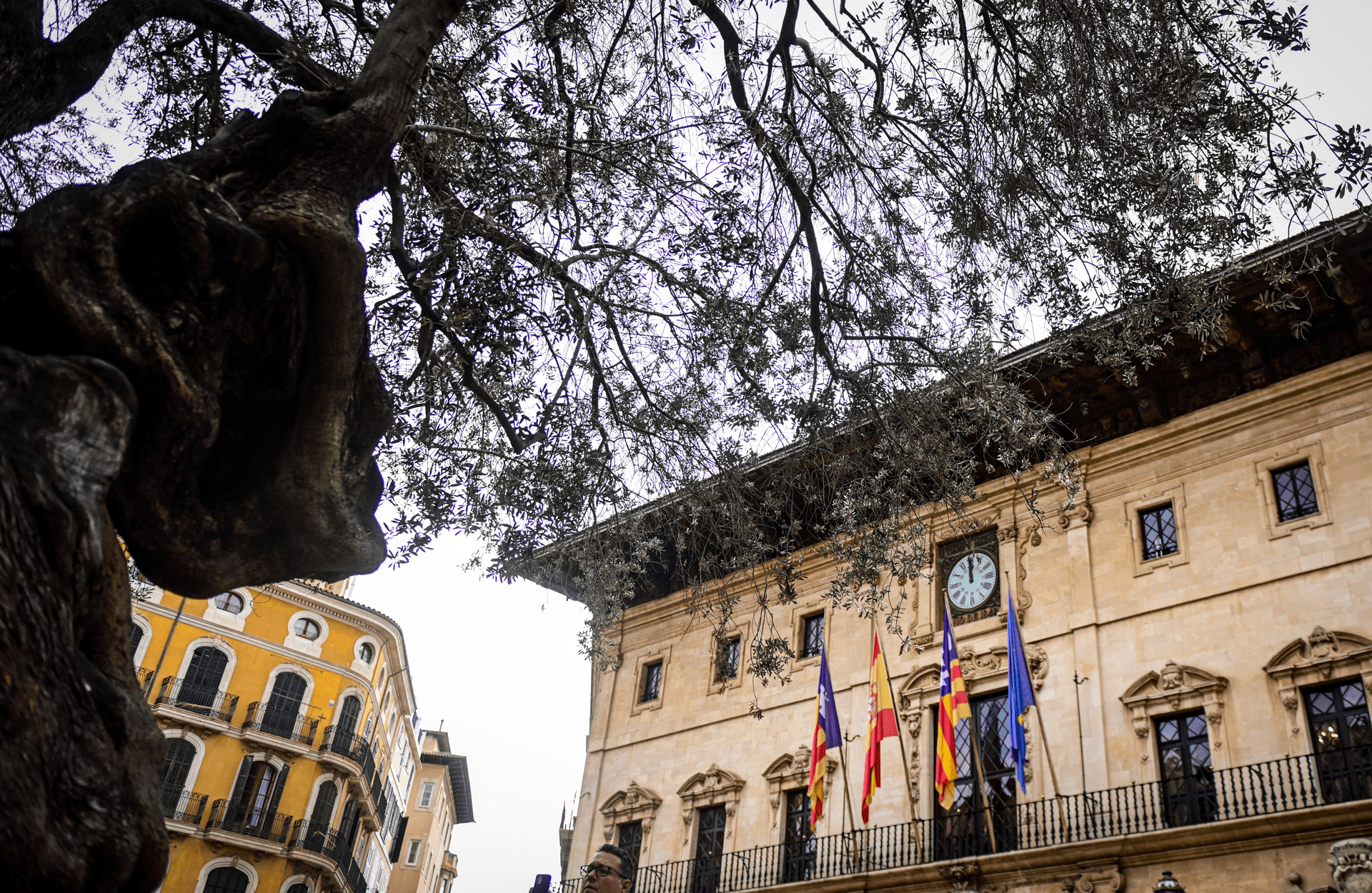 Imagen_/documents/39028/0/Olivera_esquerra_mod-min.png/6697c85f-0ad7-628f-6f58-31a8199cf67c?t=1740480905953
